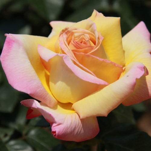 Rose Peace Duftend - Rosa