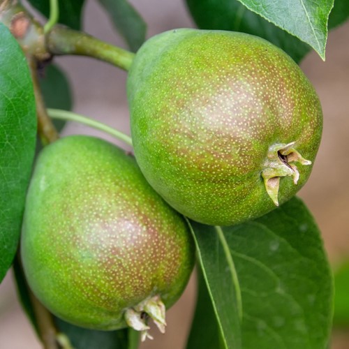 Birne Doyenné du Comice - Pyrus communis