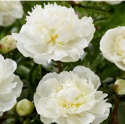 Paeonia Duchesse de Nemours - Pfingstrose weiß