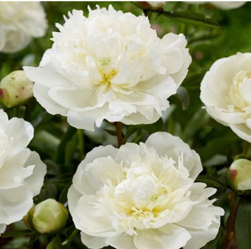 Paeonia Duchesse de Nemours - Pfingstrose weiß