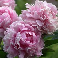 Paeonia LD Sarah Bernhardt - Pfingstrosen
