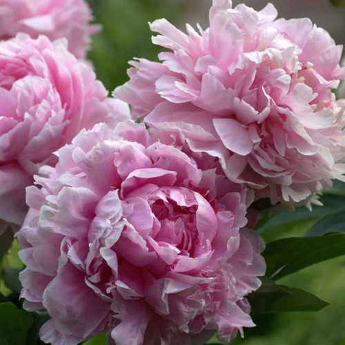 Paeonia LD Sarah Bernhardt - Pfingstrosen