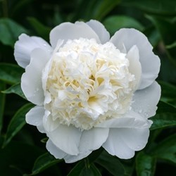 Pfingstrose Weiß - Paeonia
