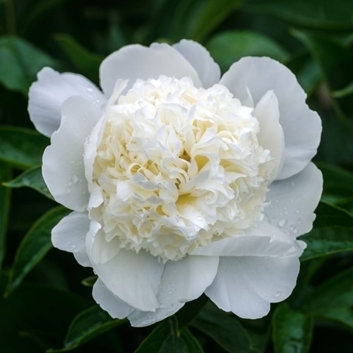 Pfingstrose Weiß - Paeonia