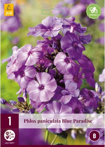 Phlox paniculata Blue Paradise - Flammenblummen