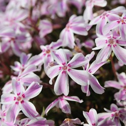 Polster-Phlox Candy Stripes - Phlox subulata