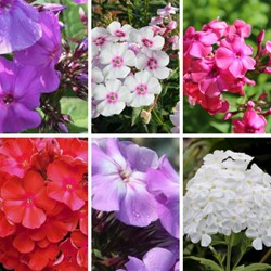 Phlox Paniculata mischung – Hoher Stauden-Phlox (Sechserpack)