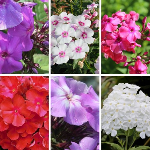Phlox Paniculata mischung – Hoher Stauden-Phlox (Sechserpack)