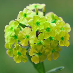 Phlox paniculata Orchid Green - Flammenblummen