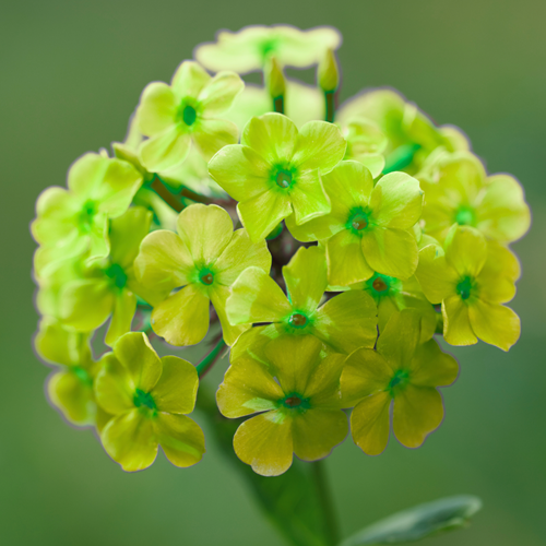 Phlox paniculata Orchid Green - Flammenblummen