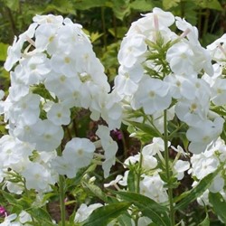 Phlox Paniculata White Admiral - Flammenblumen