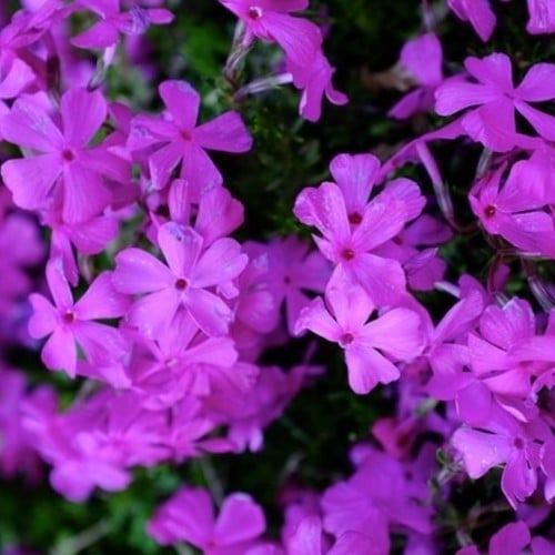 Polster-Phlox Purple Beauty - Phlox subulata