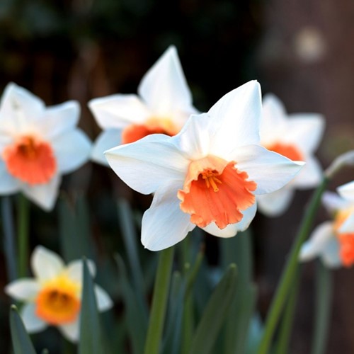 Narzisse Pink Charm - Narcissus