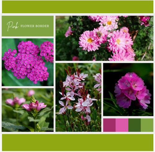 Borderpakket Roze (12 planten: 2m²)