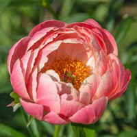 Paeonia Pink Hawaiian Coral - Pfingstrose