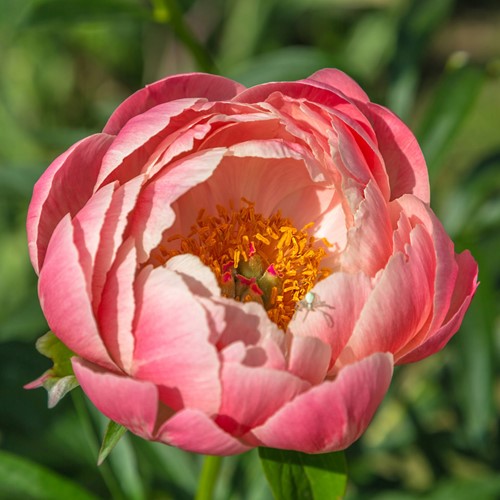 Paeonia Pink Hawaiian Coral - Pfingstrose