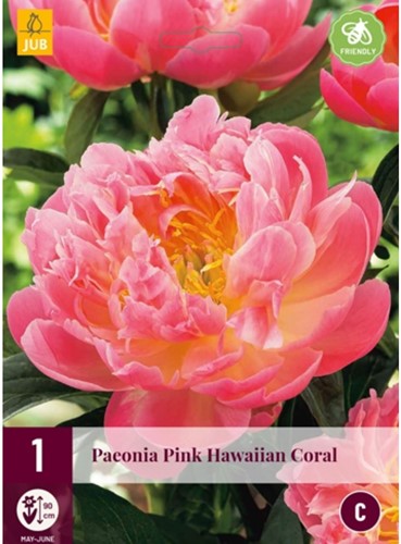 Paeonia Pink Hawaiian Coral - Pfingstrose-2