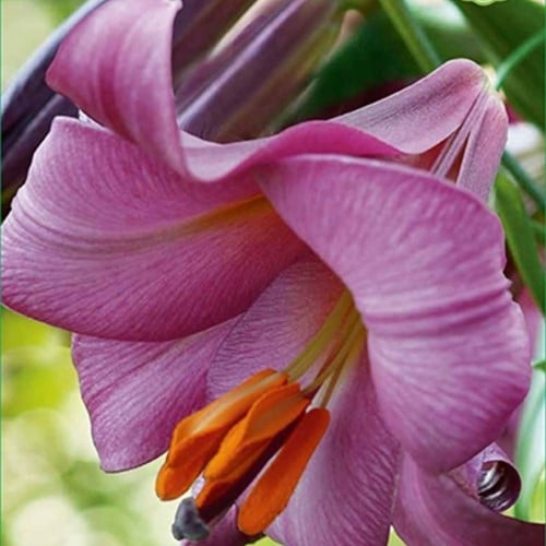 Lilium Pink Perfection - Lilie