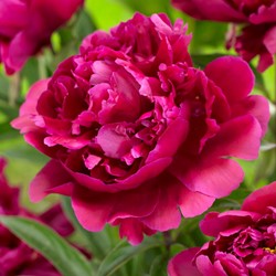 Pfingstrose Rot - Paeonia