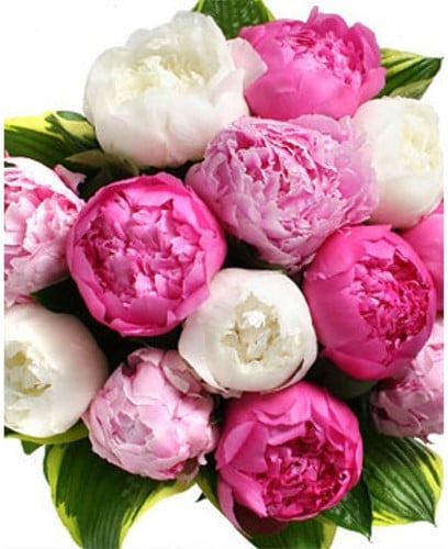 3x Pfingstrosen Mischung - Paeonia