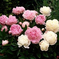 3x Pfingstrosen Mischung - Paeonia