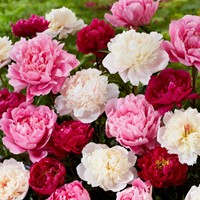 3x Pfingstrosen Weiß, Rot & Rosa - Paeonia