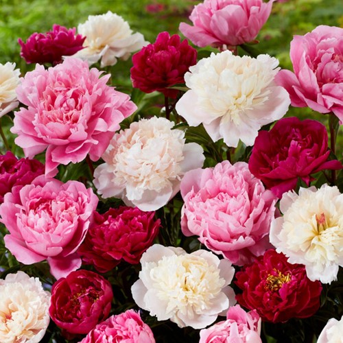 3x Pfingstrosen Weiß, Rot & Rosa - Paeonia