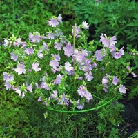 Pflanzenhalter 30 cm. - Nature-2