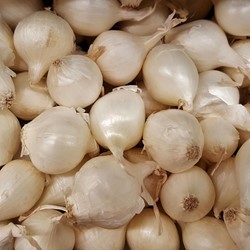 Weiße Steckzwiebeln Silvermoon - Allium cepa
