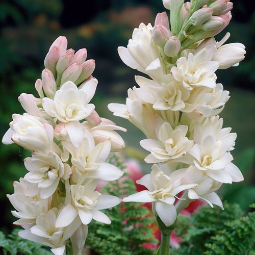 Polianthes tuberosa the Pearl (Großpackung)