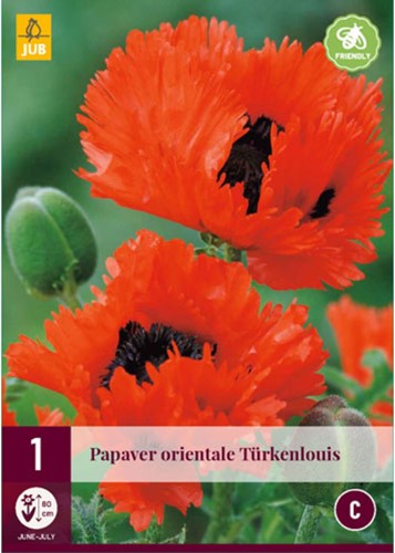 Papaver Türkenlouis - Garten-Mohn-2