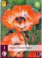 Mohnblume Picotee - Papaver orientale-2