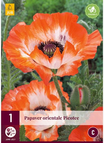 Mohnblume Picotee - Papaver orientale-2