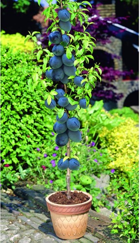 Pflaume Black Amber - Prunus domestica