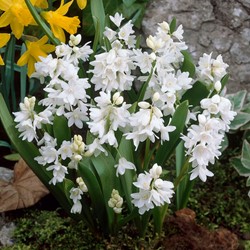 Puschkinie Scilloides Libanotica - Kegelblume