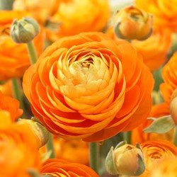 Ranunkel Orange