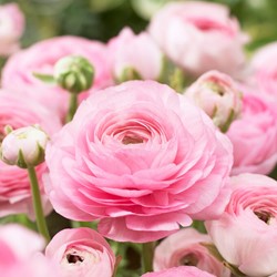 Ranunkel Rosa