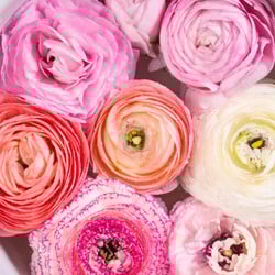 Ranunkel Pastel Mischung - Ranunculus