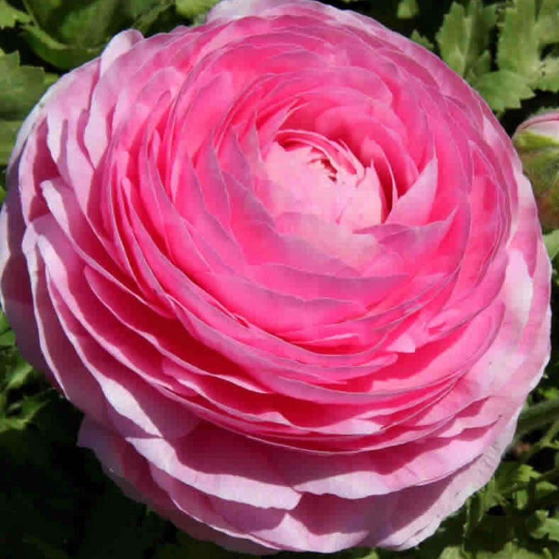 Ranukel Rosa Ranunkel Rosa kaufen? Schnelle Lieferung und günstige Preise bei ...