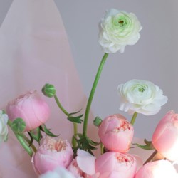 Ranunkeln Weiß & Rosa Mischung