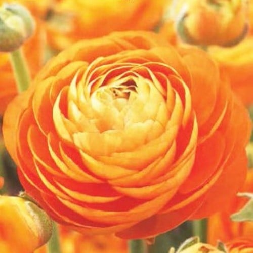 Ranunkel Orange
