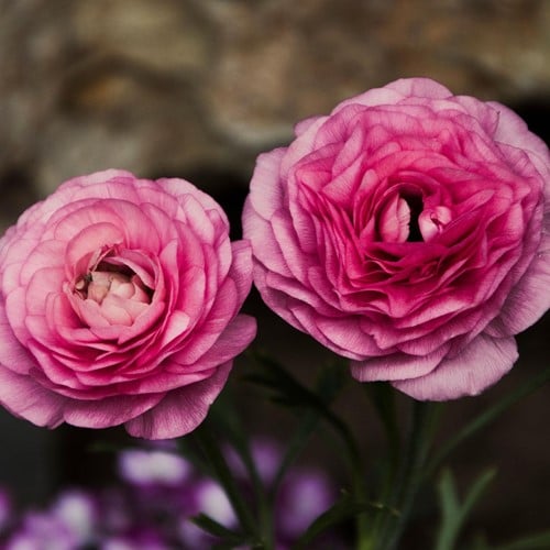 Ranunkel Rosa