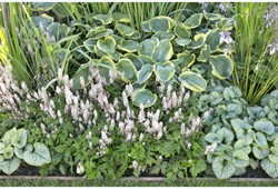 Garten Border Schattenpflanzen - Modeste Herwig (30 Pfanzen)