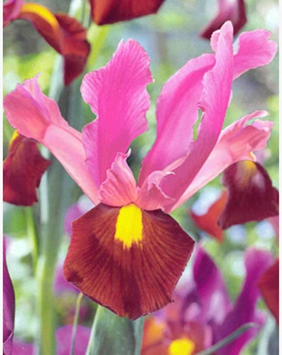 Iris Hollandica Red Ember