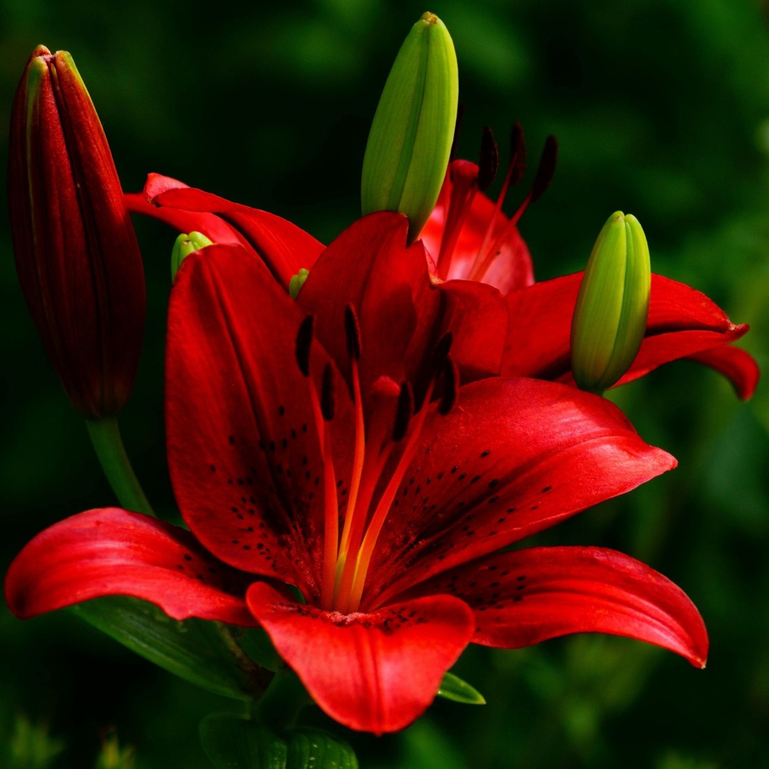 Asiatische Lilie Rot - Lilium Asiaticum kaufen? Schnelle Lieferung und  gnstige Preise bei Blumenzwiebelnversand.de