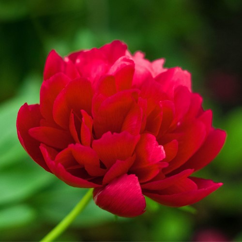 Pfingstrose Red Magic - Paeonia