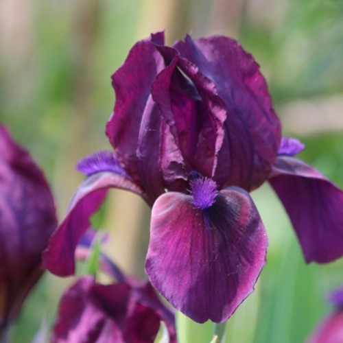 Iris Germanica Red Orchid – Deutsche Schwertlilie (Sechserpack)