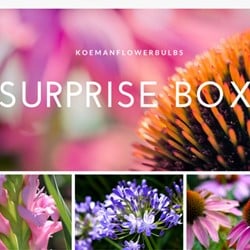 Calla Lilien Zwiebeln Winterhart - 6 Blumenzwiebeln Mehrjährig