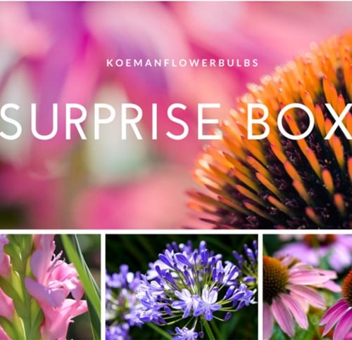 Sommerzwiebeln Surprise pack 1