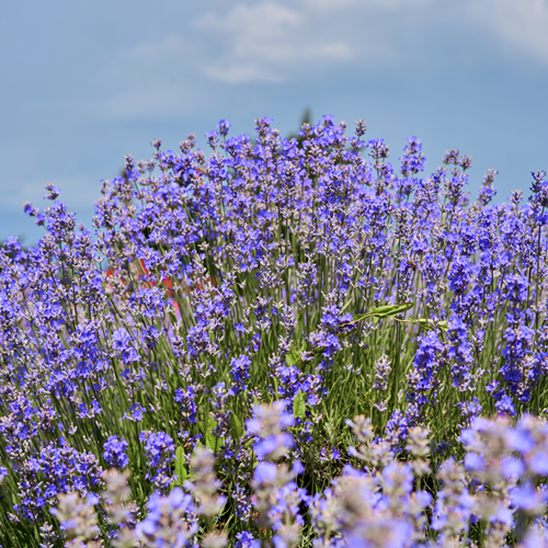 Reuzenlavendel Blue Spire - Perovskia atriplicifolia